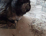 Кошки в Малмыже: Кошка экзот, 3 000 руб. - фото 2