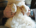 Кошки в Москве: Особенный котик Рональд в поисках любящего сердца Мальчик, 1 руб. - фото 2