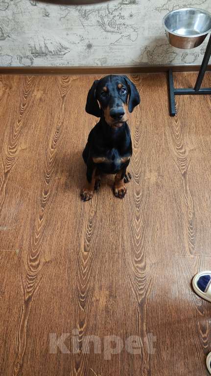 Собаки в Пензе: Продаются чистокровные щенки Добермана с документам РКФ Мальчик, 50 000 руб. - фото 2