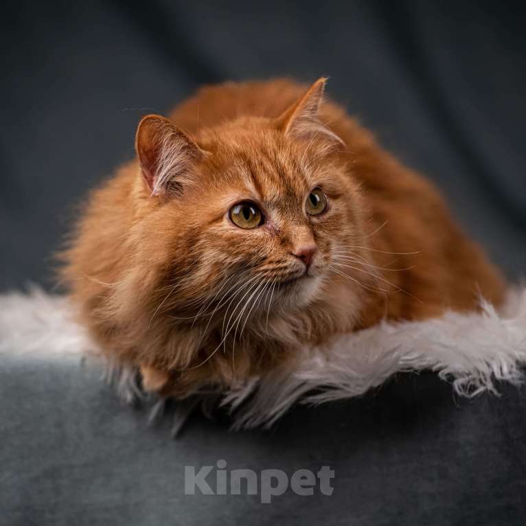 Кошки в Клине: Шуня — тихая кошечка Девочка, Бесплатно - фото 3