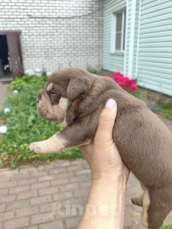 Собаки в Александрове: Предлагаются верные компаньоны и друзья щенки американских булли Мальчик, 120 000 руб. - фото 2