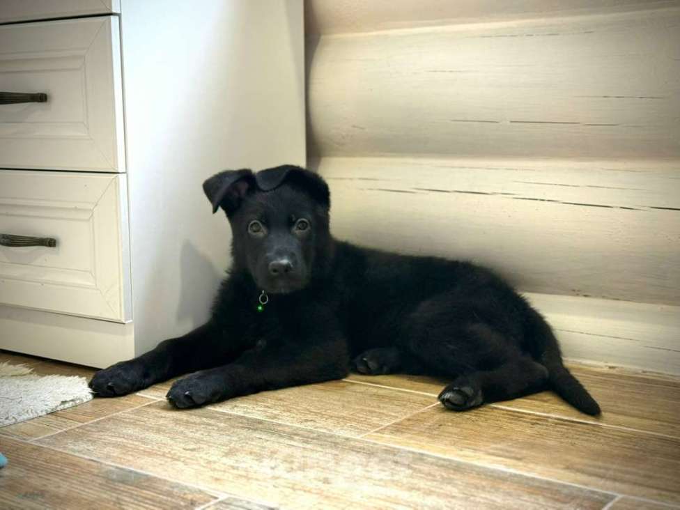 Собаки в Великом Новгороде: Щенки (Немецкая овчарка) Девочка, 40 000 руб. - фото 3