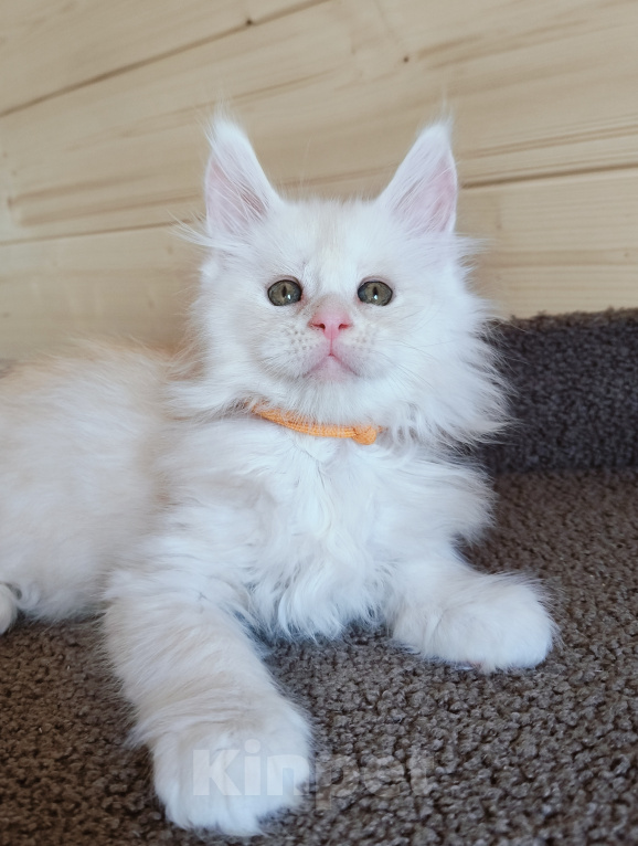 Кошки в Санкт-Петербурге: Кошечка мейн-кун Девочка, 55 000 руб. - фото 5