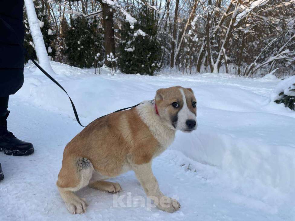 Собаки в Санкт-Петербурге: Щенок ищет дом Девочка, Бесплатно - фото 3