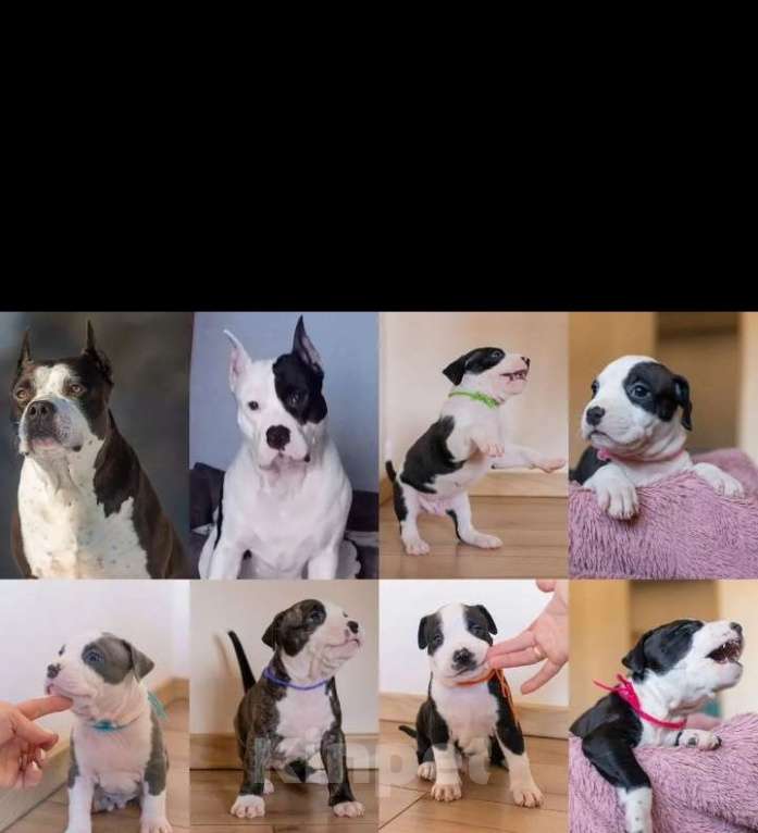 Собаки в Ивантеевке: Щенки от чемпионов Разнополые, 50 000 руб. - фото 8