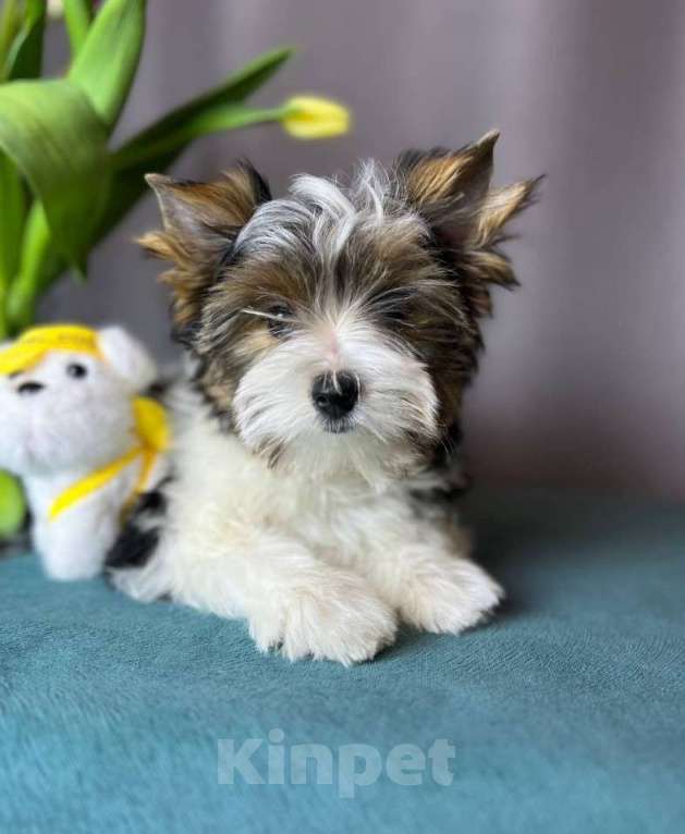 Собаки в Вологде: Очаровательный щенок бивер терьера Мальчик, 69 000 руб. - фото 3