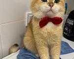 Кошки в Тюмени: Котик британец на вязку с опытом Мальчик, 8 000 руб. - фото 6