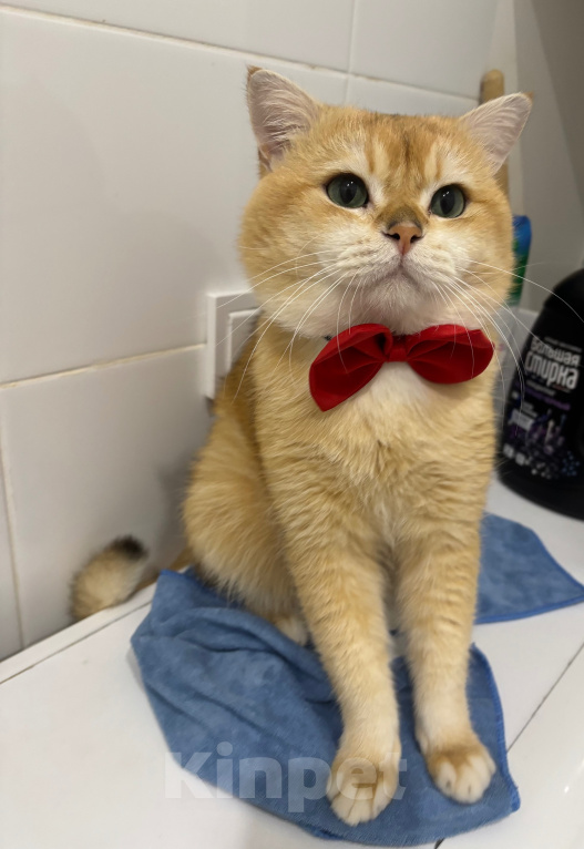 Кошки в Тюмени: Котик британец на вязку с опытом Мальчик, 8 000 руб. - фото 6