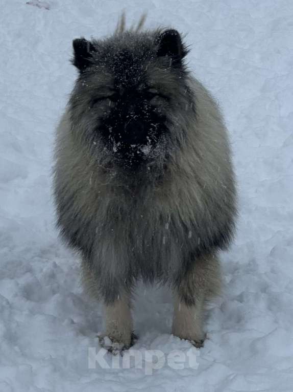 Собаки в Москве: Терри-Мак Из Воронцовского Дворца  Мальчик, 70 000 руб. - фото 4