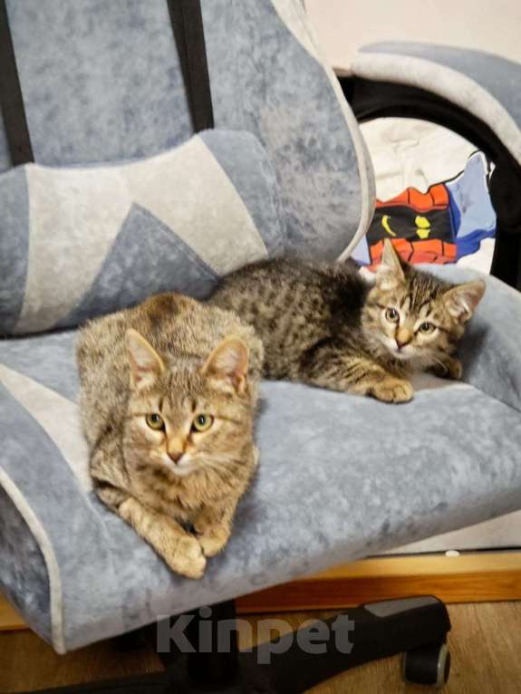 Кошки в Красногорске: Котенок Тигран 1,5 месяца в добрые руки  Мальчик, Бесплатно - фото 7