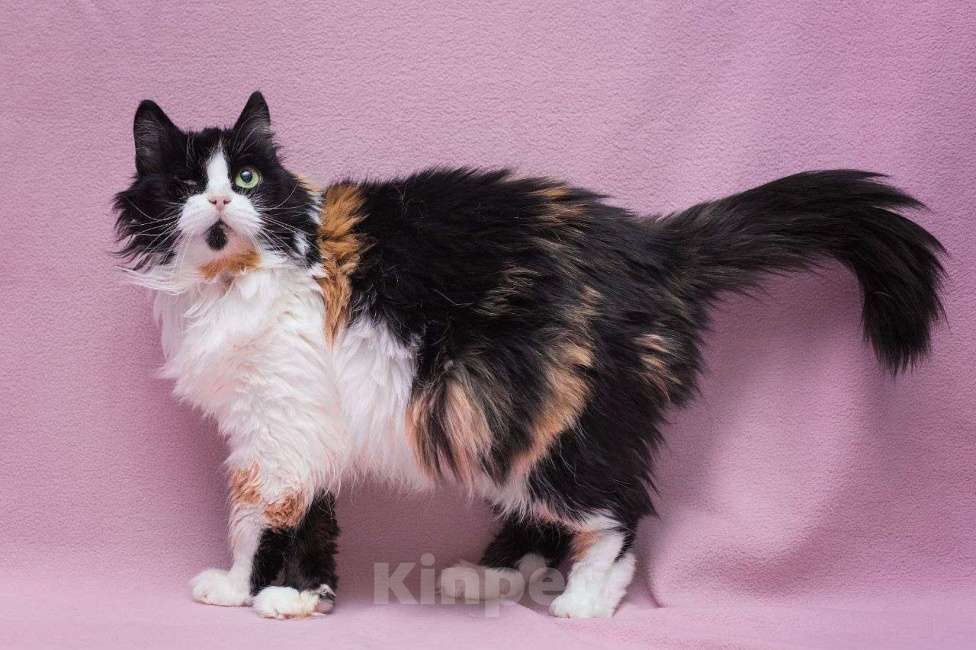 Кошки в Москве: Найдется ли человек, готовый полюбить кошечку без глазика? Девочка, Бесплатно - фото 2