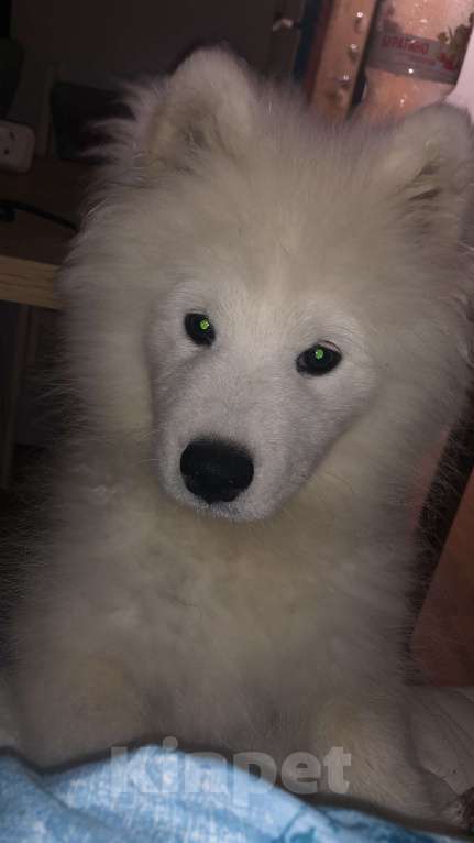 Собаки в Боровичах: Срочно продам щенка Мальчик, Бесплатно - фото 2