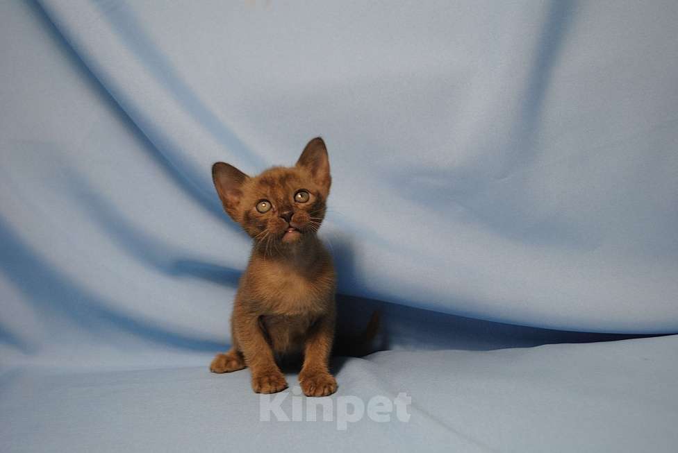 Кошки в Москве: Бурманские котята  Мальчик, 60 000 руб. - фото 3