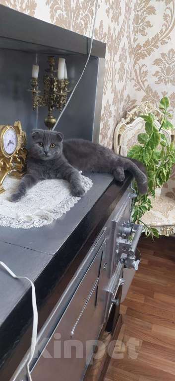 Кошки в Спасске: Кот, 5 000 руб. - фото 1