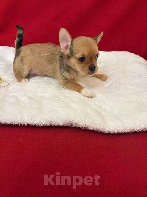 Собаки в Москве: Чихуахуа-  Мальчик Мальчик, 15 000 руб. - фото 2