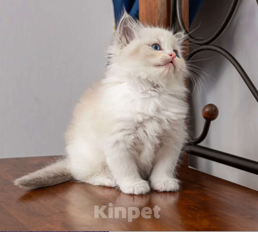 Кошки в Московском: котята рэгдолл Девочка, Бесплатно - фото 2