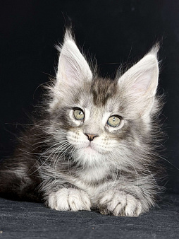 Кокетка в серебряной шубке