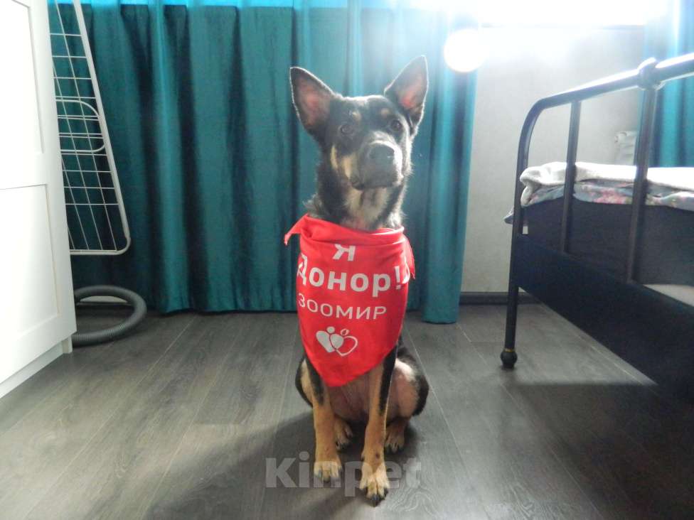 Собаки в Самаре: Собака-метис Арья в добрые руки Девочка, Бесплатно - фото 5