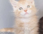 Кошки в Москве: Котята Мейн-Кун от Титулованных родителей Мальчик Мальчик, 38 000 руб. - фото 4