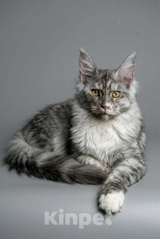 Кошки в Москве: Мистическая красавица мейн-кун: крупные лапы, кисточки и золотой характер! Девочка, 35 000 руб. - фото 6