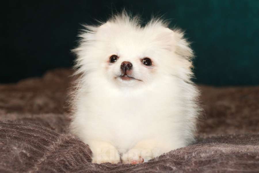 Собаки в Москве: купить мини шпиц  Девочка, 120 000 руб. - фото 1