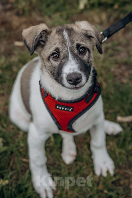 Собаки в Москве: Щенок в добрые руки бесплатно Москва Девочка, Бесплатно - фото 3