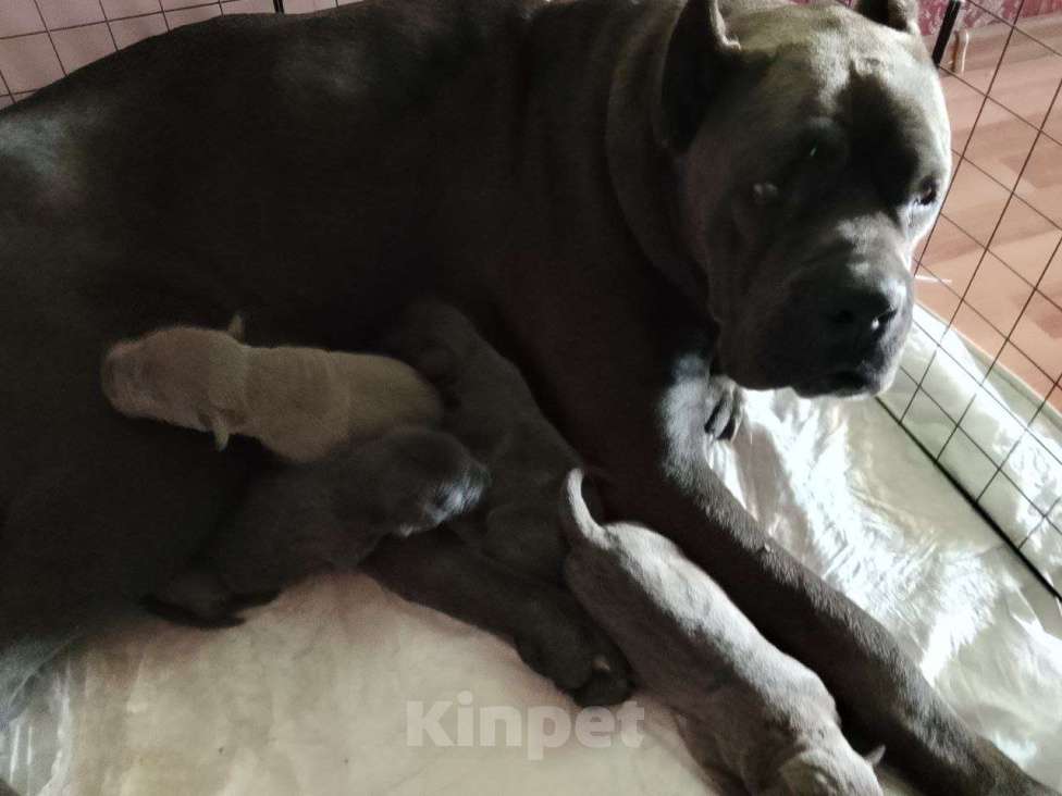 Собаки в других городах Ростовской области: Продаются щенки Кане-Корсо породистые Девочка, 20 000 руб. - фото 2