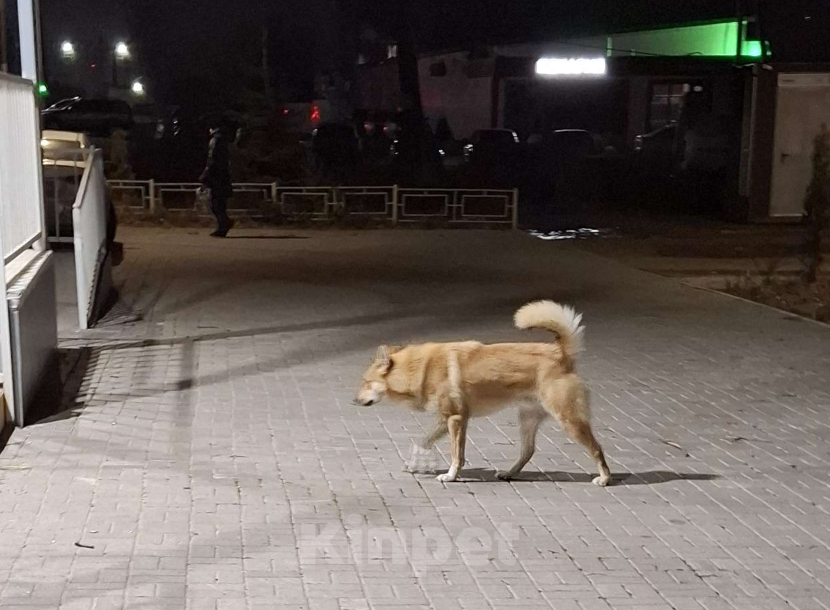 Собаки в других городах Московской области: На станции Фаустово, возле пригородных касс живет рыжая собака, был замечен еще черный пес Мальчик, Бесплатно - фото 1