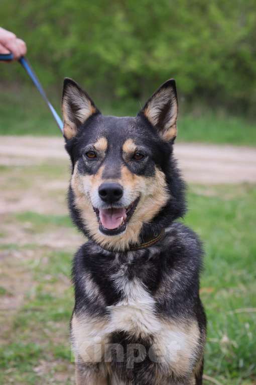 Собаки в Москве: Альфе нужен дом  Девочка, Бесплатно - фото 2