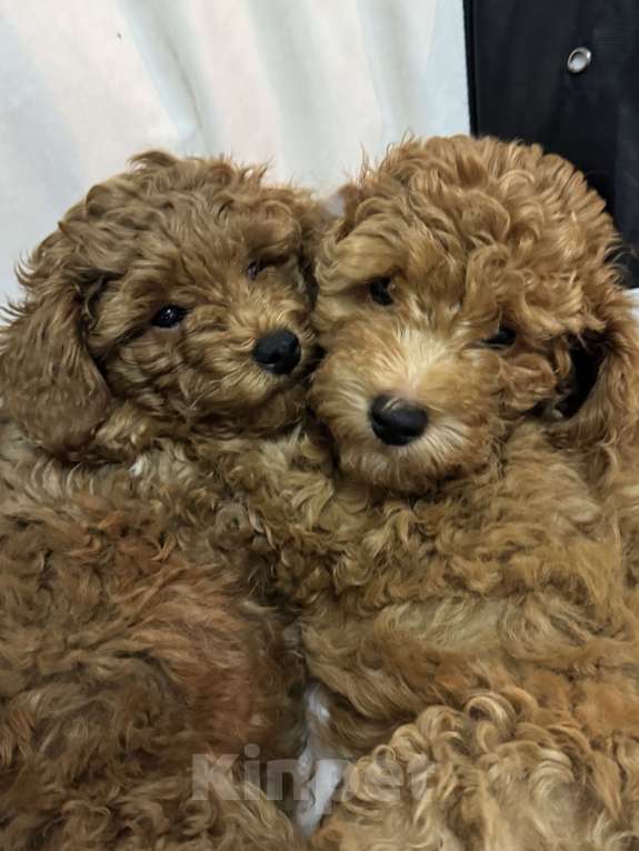 Собаки в Екатеринбурге: Той пудель с китайскими корнями Мальчик, 100 000 руб. - фото 1