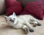 Кошки в Йошкаре-Оле: Котята породы Невская маскарадная Мальчик, 8 000 руб. - фото 6