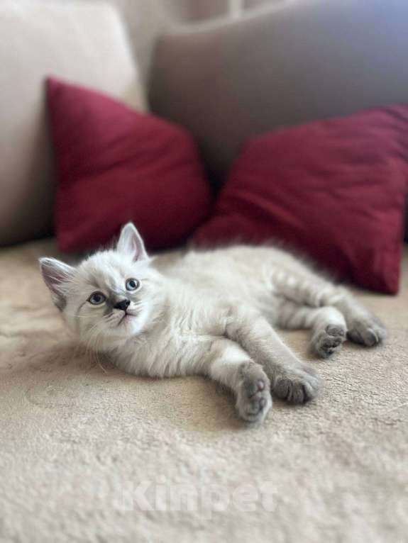 Кошки в Йошкаре-Оле: Котята породы Невская маскарадная Мальчик, 8 000 руб. - фото 6