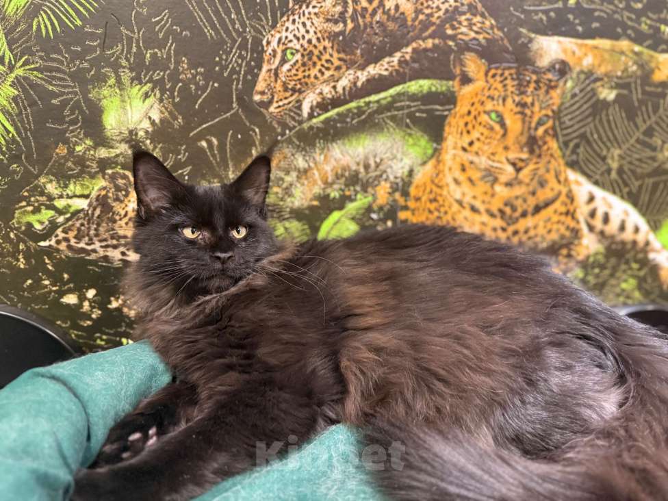 Кошки в Череповце: Чистопородный Мейн Кун Девочка, 25 000 руб. - фото 2
