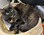 Кошки в Москве: Котенок Сильва в добрые руки, 7 мес. Девочка, Бесплатно - фото 3