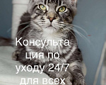 Кошки в Красногорске: 🔥Не просто кот, а мейн-кун! Мальчик, 70 000 руб. - фото 2