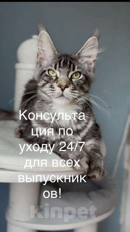Кошки в Красногорске: 🔥Не просто кот, а мейн-кун! Мальчик, 70 000 руб. - фото 2
