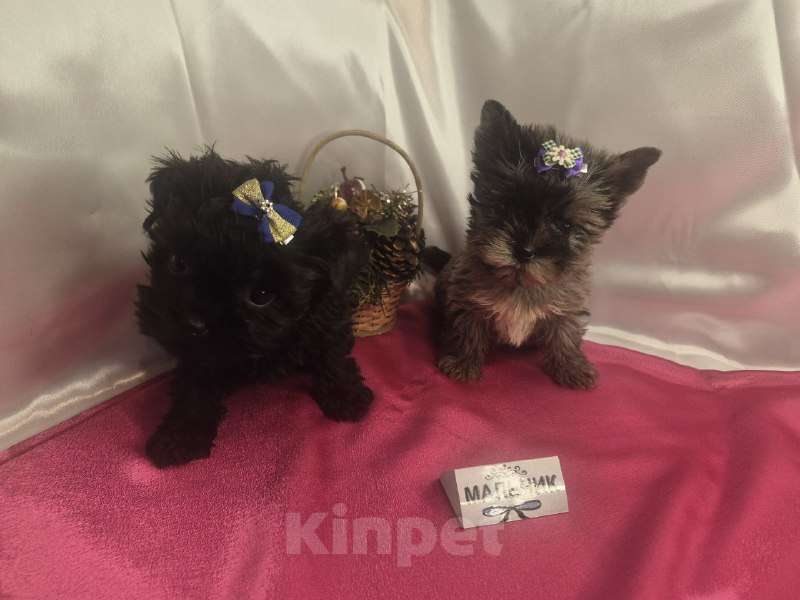 Собаки в Москве: Мальчишки редкого окраса - голубой мрамор и черный без подпала Мальчик, 35 000 руб. - фото 1