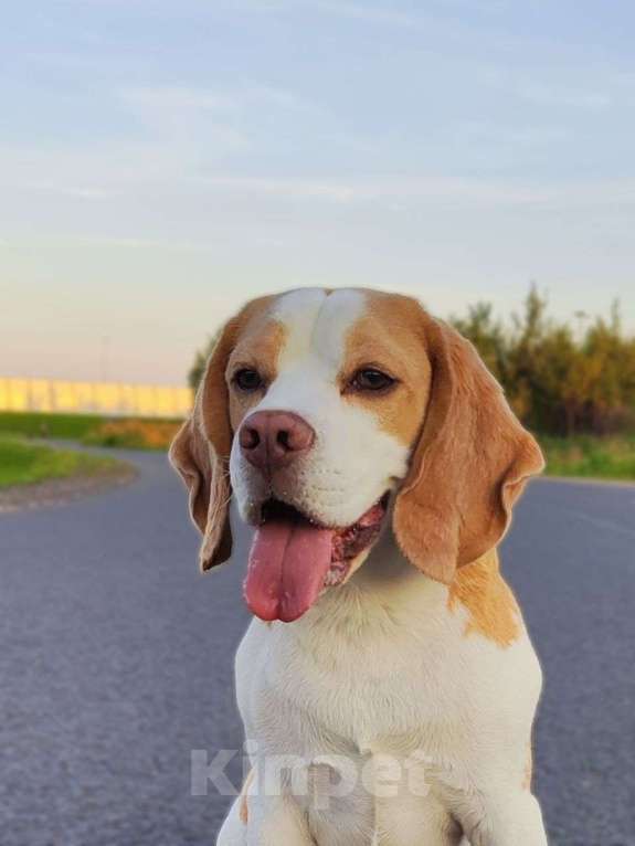 Собаки в Санкт-Петербурге: Бигль, кобель, вязка Мальчик, Бесплатно - фото 1
