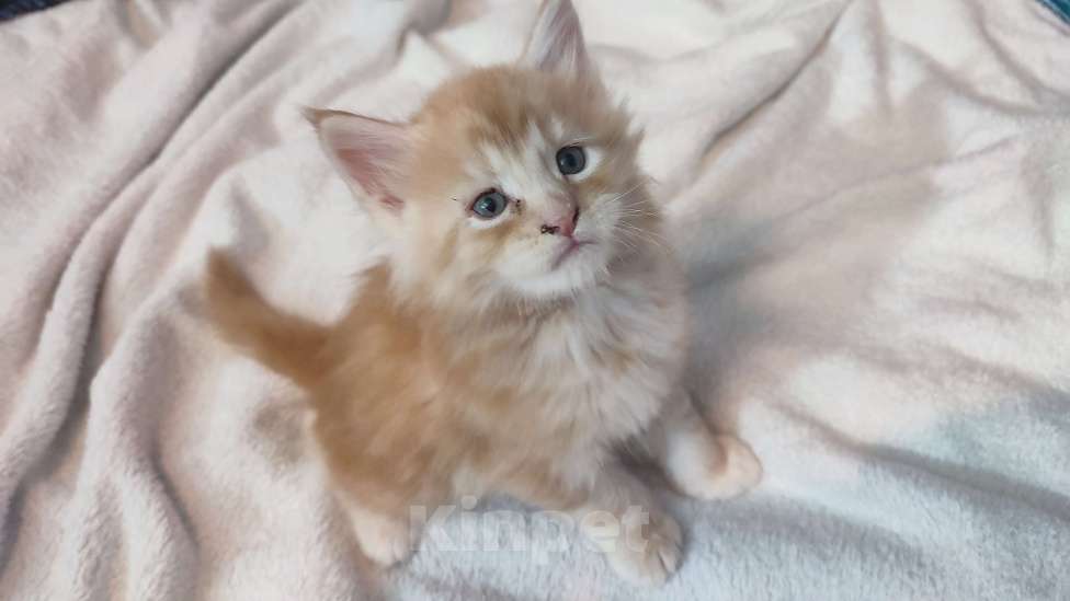 Кошки в Краснодаре: Продам котёнка мейн-кун Мальчик, Бесплатно - фото 1