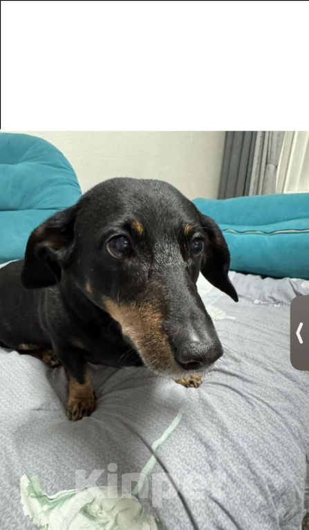 Собаки в Омске: Отдам девочку таксу Девочка, 2 000 руб. - фото 2