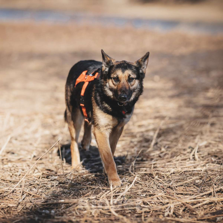 Собаки в Москве: Арья Девочка, Бесплатно - фото 2