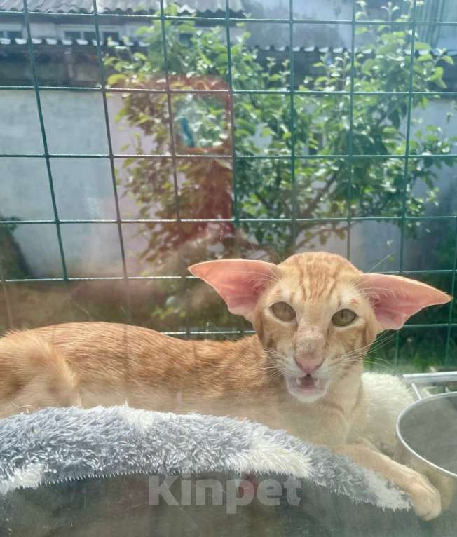 Кошки в Перми: ориентальный котенок Мальчик, 120 000 руб. - фото 5