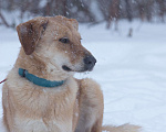 Собаки в Москве: Котопёс Итен в поисках дома, 2,5 года.  Мальчик, Бесплатно - фото 6
