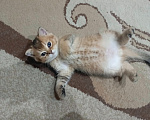 Кошки в Владимире: Шотландский прямоухий котёнок Мальчик, 45 000 руб. - фото 1