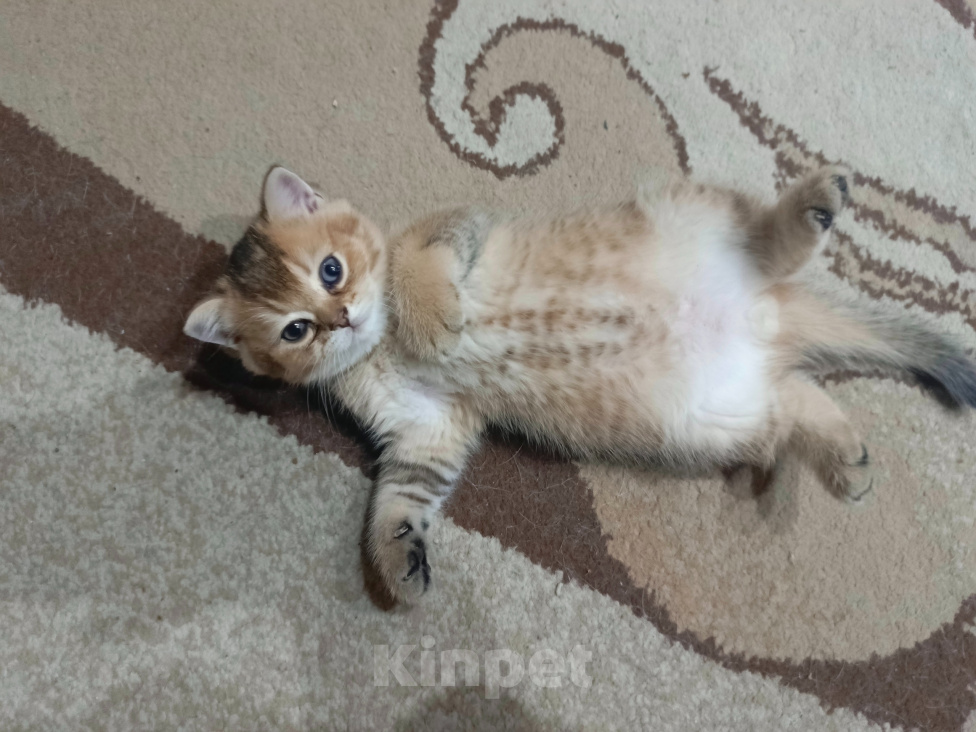 Кошки в Владимире: Шотландский прямоухий котёнок Мальчик, 45 000 руб. - фото 1