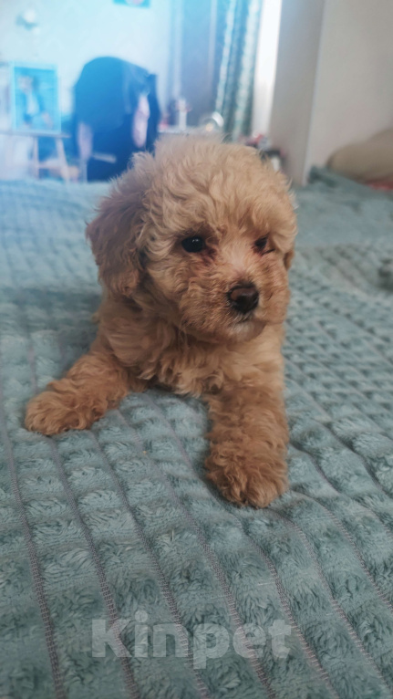 Собаки в Москве: Мальтипу мальчик  Мальчик, 53 000 руб. - фото 2