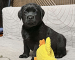 Собаки в других городах Московской области: Черный щенок лабрадора Девочка, 80 000 руб. - фото 4