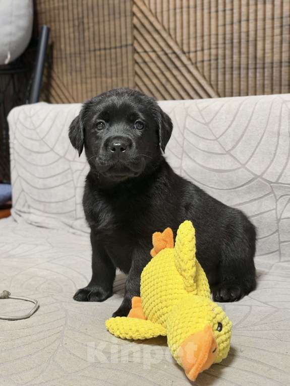Собаки в других городах Московской области: Черный щенок лабрадора Девочка, 80 000 руб. - фото 4