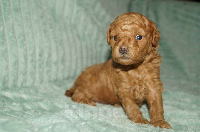 Собаки в Череповце: Щенки Той-пуделя Девочка, 70 000 руб. - фото 1