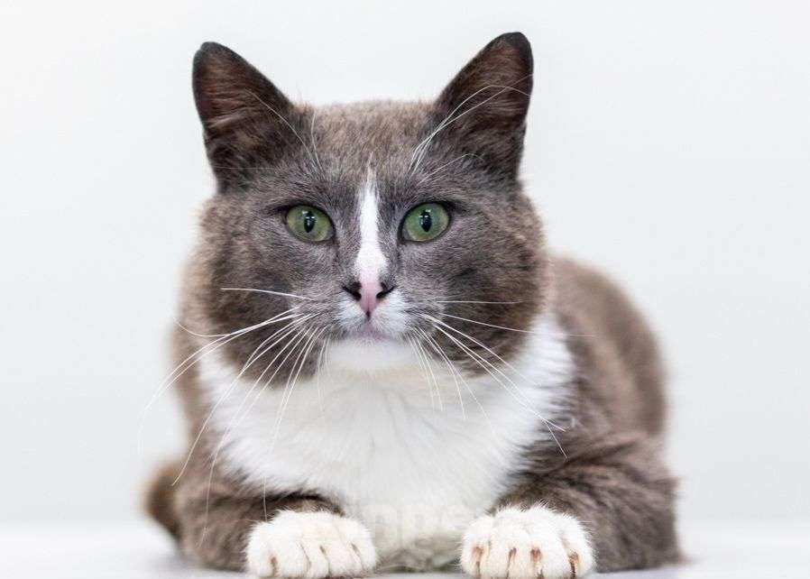 Кошки в Москве: Кот Амур в добрые руки  Мальчик, Бесплатно - фото 2